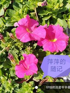 两只虫崽在垃圾星的日常生活 两只虫崽在垃圾星的日常生活